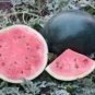 8 Long Big Black Skin Pink Watermelon Fruit Seeds