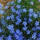 50 Blue Flax ORGANIC NEWLY HARVESTED BEAUTIFUL BLUE FLOWERS Seeds