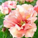5 Rare 'Five Pink' Fragrant Peony Plant Flower Seeds