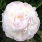 5 'White Lovers' Light Fragrant Peony Flower Plant Seeds