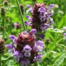 20 Prunella Herb Perennial Plant Seeds