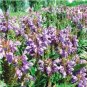 20 Prunella Herb Perennial Plant Seeds