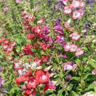 50 Mixed Beardtongues Penstemon Perennial Flowering Plant Seeds