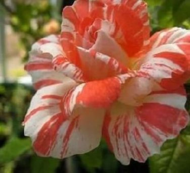 400 ORANGE INTUITION ROSE, ROSE BUSH STRIPED Seeds