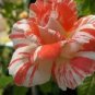 400 ORANGE INTUITION ROSE, ROSE BUSH STRIPED Seeds