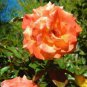 400 ORANGE INTUITION ROSE, ROSE BUSH STRIPED Seeds
