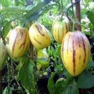 20 Rare Seeds Melon Pepion (Solanium Muricata) Organic Heirloom Seeds