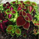 30 Rare Coleus Blumei Rainbow Series Garden Seeds
