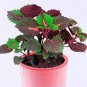 30 Rare Coleus Blumei Rainbow Series Garden Seeds