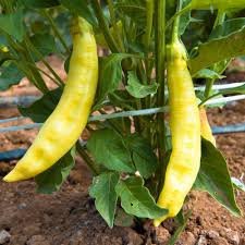 20 White Hot Chili Pepper Seed Non-gmo Organic Heirloom Vegetables Seeds