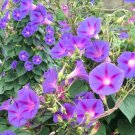 10 Imported Purple White Stripe Big Morning Glory Seeds
