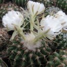 20 Acanthocalycium Klimpelianum Prickly Cactus with Pinkish Spines Seeds