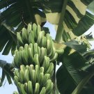 20 Rare Green Banana Tomato Fruit Vegetable Seeds