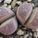 20 Lithops olivacea v neobrownii Rare Cactus Succulent Living Seeds