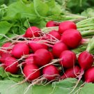 20 Red Turnip Radish Raphanus Sativus Organic Seeds
