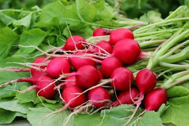 20 Red Turnip Radish Raphanus Sativus Organic Seeds