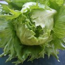 160 Ball Lettuce Vegetable Potted Plant Seeds