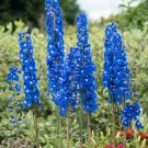 30 Beautiful Blue Flower Sage Seeds