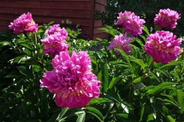 6 Herbaceous Peony Flower Seeds