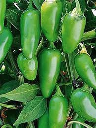 500 Green Pickled Bubble Hot Chili Peppers Seeds