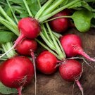 50 Early Scarlet Radish Vegetables Seeds