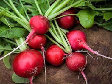 50 Early Scarlet Radish Vegetables Seeds