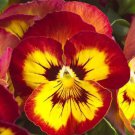 30 Pansy Red Black Petals with Yellow Eye Flowers Seeds