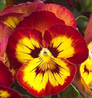 30 Pansy Red Black Petals with Yellow Eye Flowers Seeds