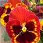 30 Pansy Red Black Petals with Yellow Eye Flowers Seeds