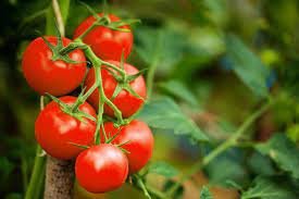 10 Red Cherry Tomato Seeds