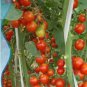 10 Red Cherry Tomato Seeds