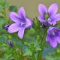 50 Purple Mini Belflowelr Seeds