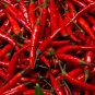 300 Sichuan Red Pickled Chili Seeds