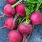 500 Big Red Radish Vegetable F1 Seeds