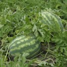 10g Rare Hanging Green Very Sweet Water Melon F1 Seeds