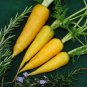 50 Yellow Carrot Edible Carota Vegetables Seeds