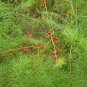 6 Lucid Asparagus Chinese Herbs Seeds