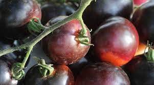 25 Chocolate Bright Tomato Seeds Heirloom Tasty Tomato Fruit Seeds