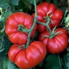 20 'Summer Pink' Big Truss Tomato Seeds