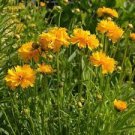 30 Yellow Coreopsis Sunray Lance Leaf Seeds