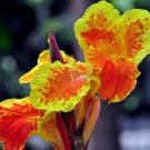 20 True Canna Lily Potted Bonsai Seeds  - Pretoria - Variegated Foliage - Exotic Blooms