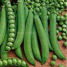 500 Heirloom Organic Green Arrow Pea Vegetable Seeds Seeds