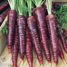 100 New Imperator-shaped Red Purple Carrot Hybrid Seeds