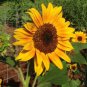 15 Heirloom Yellow Black Clusters of Middle Sunflower Seeds