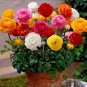 100 Anunculus asiaticus Flower Seeds Mixed Colorful Flowers Seeds