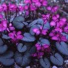 6 Purple Cyclamen Coum Seeds professional pack Seeds