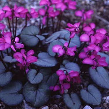 6 Purple Cyclamen Coum Seeds professional pack Seeds