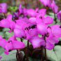 6 Purple Cyclamen Coum Seeds professional pack Seeds