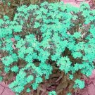 50 Rare the Himalayas Green Ball Flax Seeds