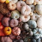 10 Rare Colorful Pumpkin 'Hua Hu Lu' Ornamental Edible Vegetable Seeds